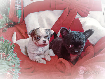 Coppia Mini chihuahua pelo lungo