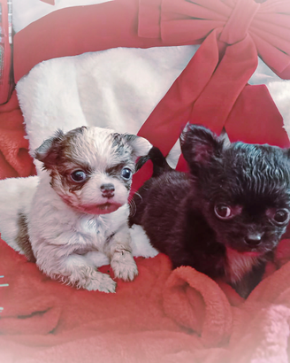 Coppia Mini chihuahua pelo lungo