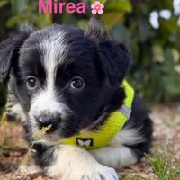 Adozione per queste cucciolette