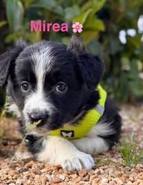 Adozione per queste cucciolette