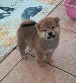 Shiba inu cuccioli
