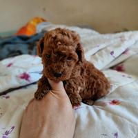 Barboncino Toy con Pedigree ENCI