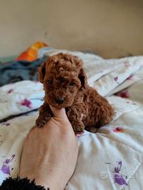 Barboncino Toy con Pedigree ENCI