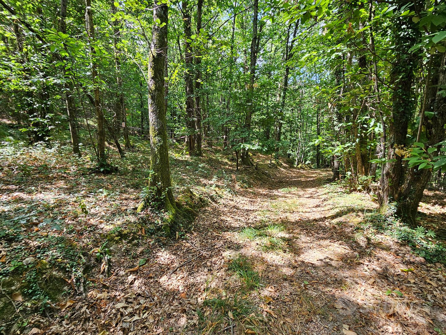 Bosco Monte San Giacomo (Tolceto) - Vista 5