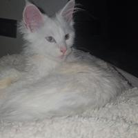 Maine Coon Bianca con occhi eterocromatici