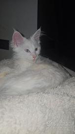 Maine Coon Bianca con occhi eterocromatici