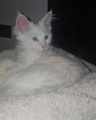 Maine Coon Bianca con occhi eterocromatici