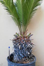 Cycas revoluta