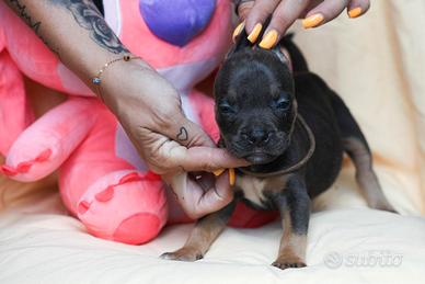 American pitbull terrier