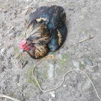 Gallo