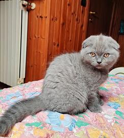 Gattina cucciola scottish fold