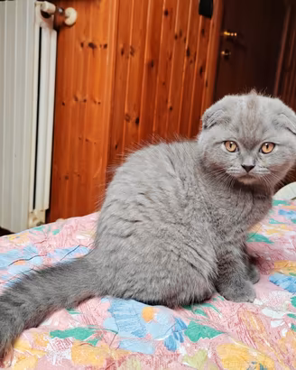 Gattina cucciola scottish fold