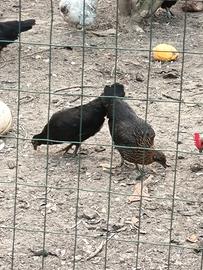 Galline nane