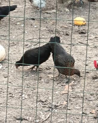 Galline nane