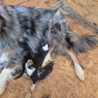 Cuccioli Pastore Australiano