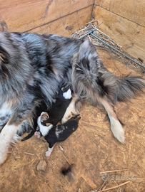 Cuccioli Pastore Australiano