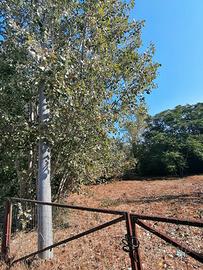 Terreno agricolo seminativo arborato