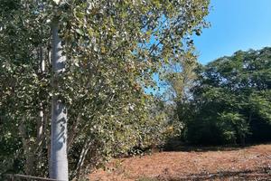 Terreno agricolo seminativo arborato
