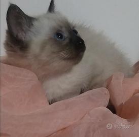 Maschietto siamese