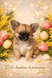 Chihuahua pelo lungo femmina