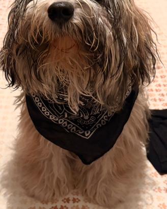 Per accoppiamento taglia piccola