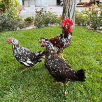 Millefiori di lonigo