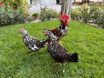 Millefiori di lonigo