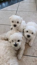 3 cuccioli maltesi maschi 