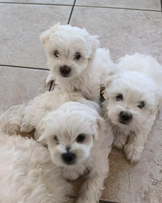 3 cuccioli maltesi maschi 