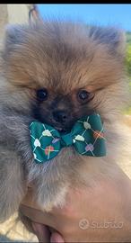 Spitz Pomerania Nano