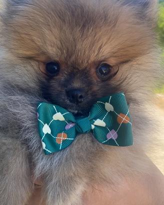 Spitz Pomerania Nano