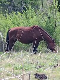 Cavalla di otto anni