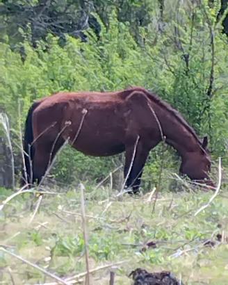 Cavalla di otto anni