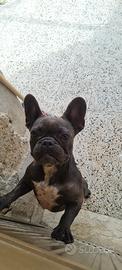 Bulldog francese