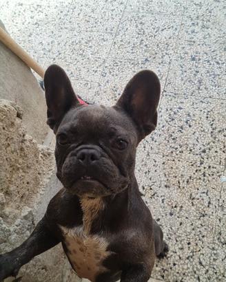 Bulldog francese