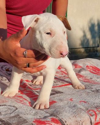 Cucciole di bull terrier standard