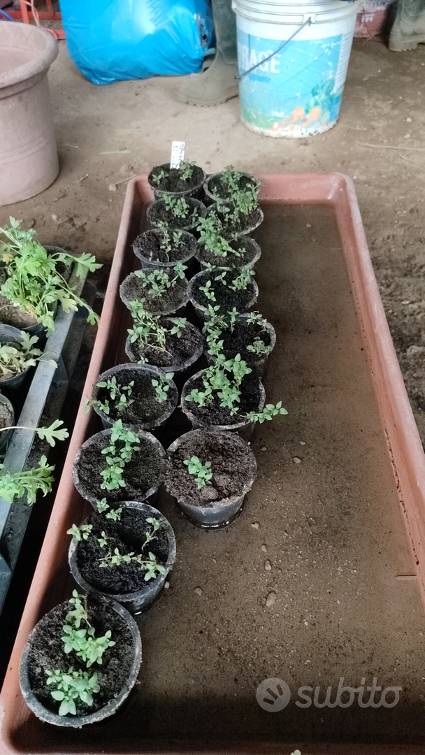 Piantine orto officinali - Giardino e Fai da te In vendita a Torino