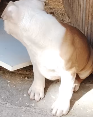 Pitbull