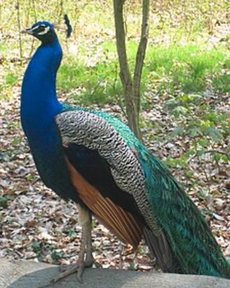 Coppia di pavoni e 6 pavoncelli di 3 mesi