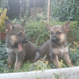 Pastore tedesco cuccioli belli