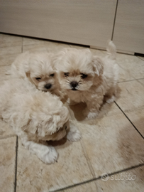 Cuccioli Maltese 2 maschi e una femmina