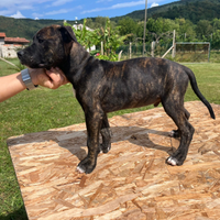 Cuccioli Amstaff Staffordshire terrier