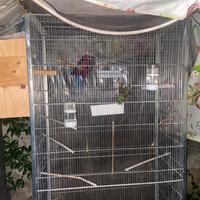 Coppia Rosella di pennet