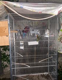 Coppia Rosella di pennet