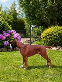 Boxer