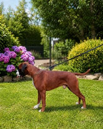 Boxer