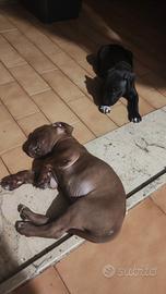 Cuccioli Amstaff Pitbull