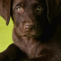 Labrador cioccolato