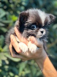 Chihuahua Femmina Pelo Lungo