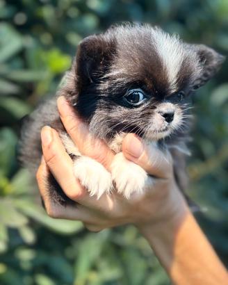 Chihuahua Femmina Pelo Lungo